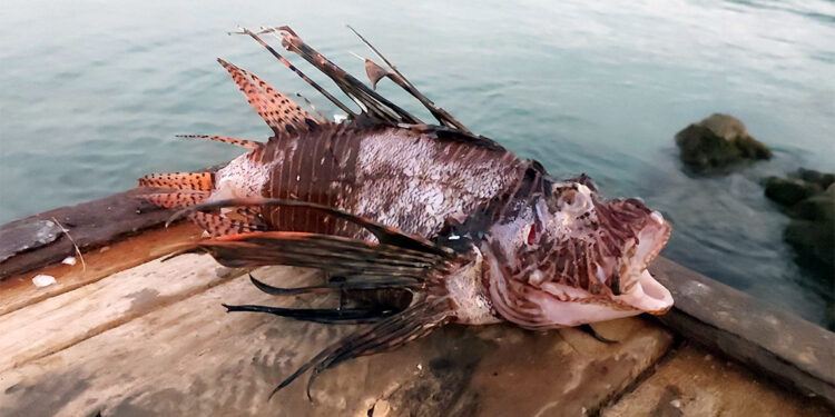 Kızıldeniz'den gelen tropikal balıklar Akdeniz'in damak tadını değiştirdi