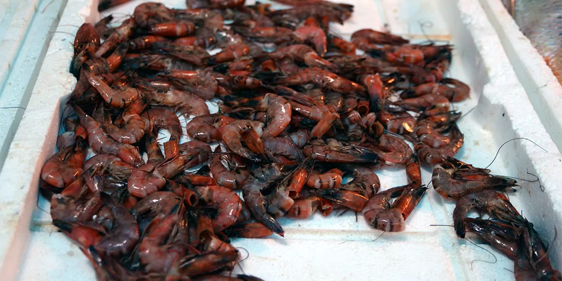 Kızıldeniz'den gelen tropikal balıklar akdeniz'in damak tadını değiştirdi