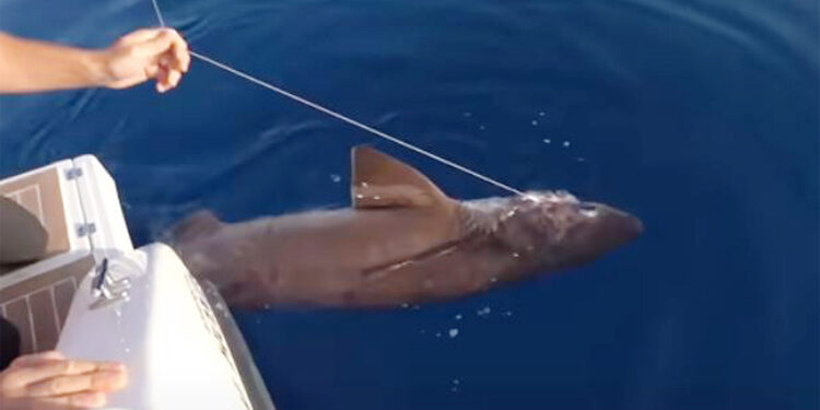 Köpek balığının nesli hızla azalıyor