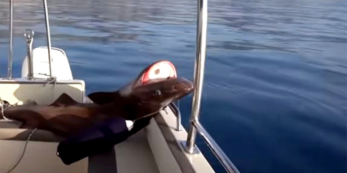 Köpek balığının nesli hızla azalıyor