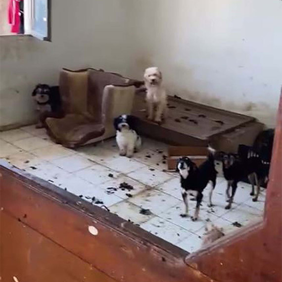 Kötü koşullarda yetiştirilen can dostlar kurtarıldı