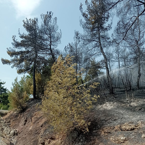 Dün saat 14.00 sıralarında başlayan 8 saatte kontrol altına alınan Kütahya'daki orman yangınında 170 hektar alan zarar gördü