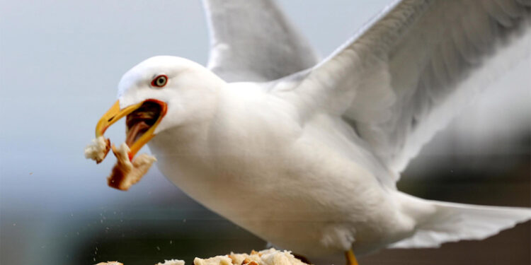 Martı popülasyonu ekosisteme zarar veriyor
