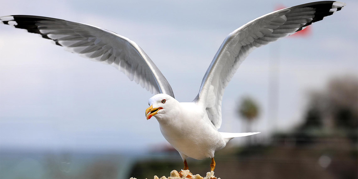 Karadeniz Bölgesi'nde özelikle vahşi depolama alanların yanı sıra kıyı şeridindeki kentlerde, sayıları hızla artan martı popülasyonu, savunmasız küçük kuş türlerin azalmasına neden olup, ekosisteme zarar veriyor.