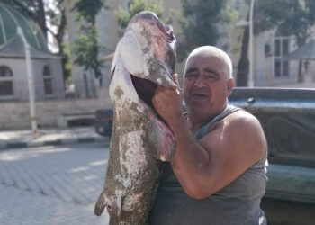 Meriç Nehri'nde 2 metrelik yayın balığı yakalandı