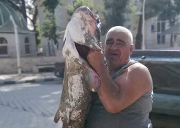 Meriç nehri'nde 2 metrelik yayın balığı yakalandı