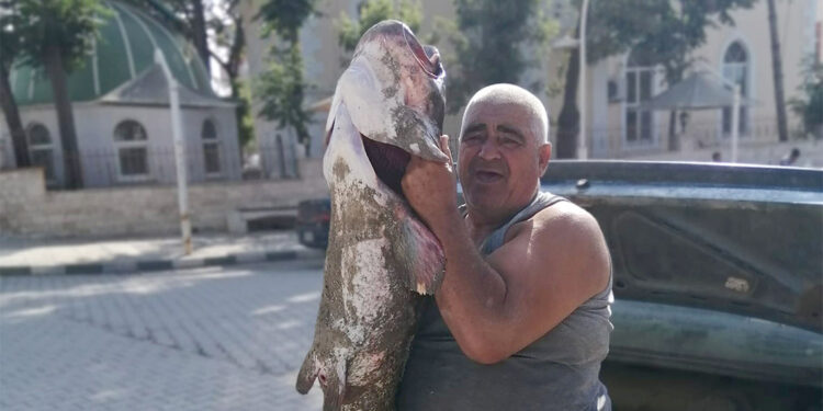 Meriç Nehri'nde 2 metrelik yayın balığı yakalandı