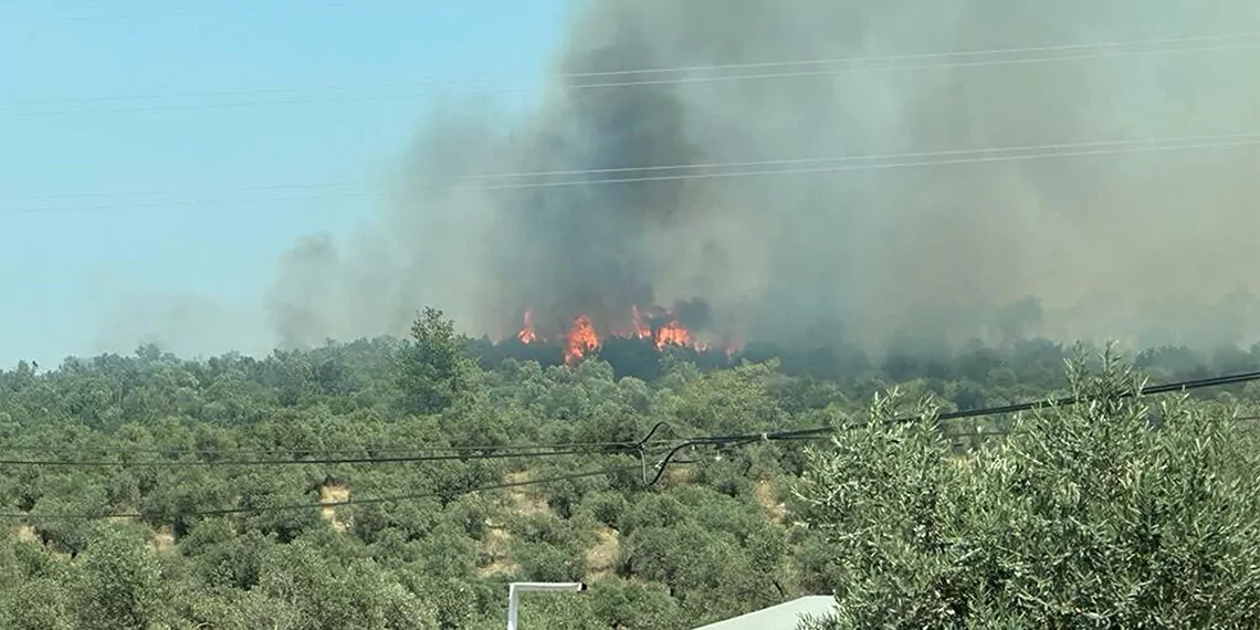 Milas'ta makilik yangını ormana sıçradı