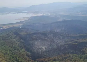 Milas'taki orman yangınında 170 hektar yandı