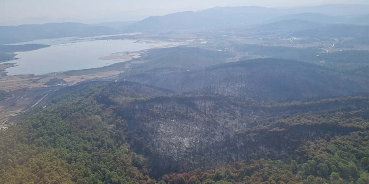 Milas'taki orman yangınında 170 hektar yandı
