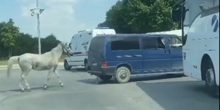Minibüsüne bağladığı atı arkasından koşturan sürücü teslim oldu