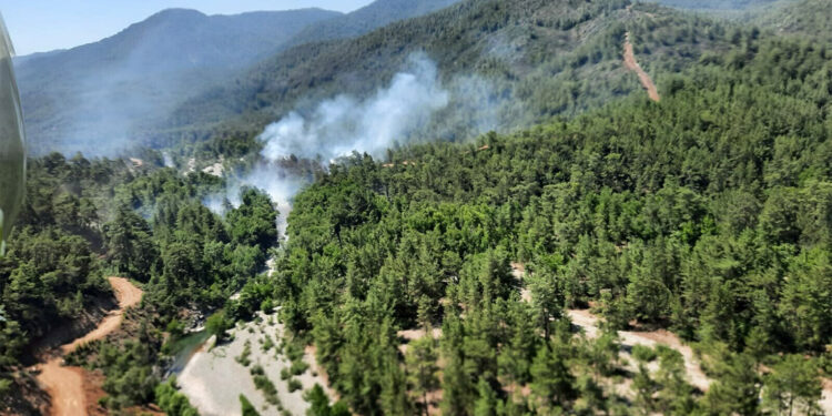 Köyceğiz'de orman yangını