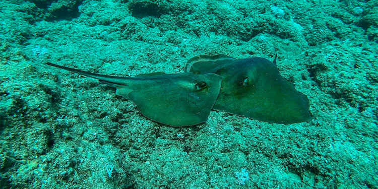 Nesli tehlike altındaki vatozlar çiftleşirken görüntülendi