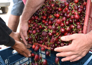 Niğde'de kirazda hasat dönemi başladı