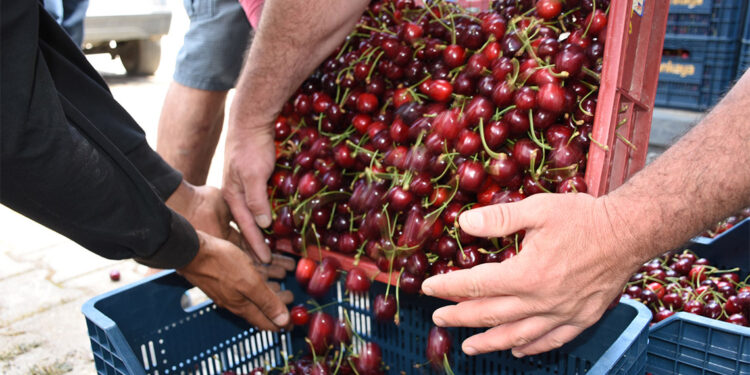 Niğde'de kirazda hasat dönemi başladı