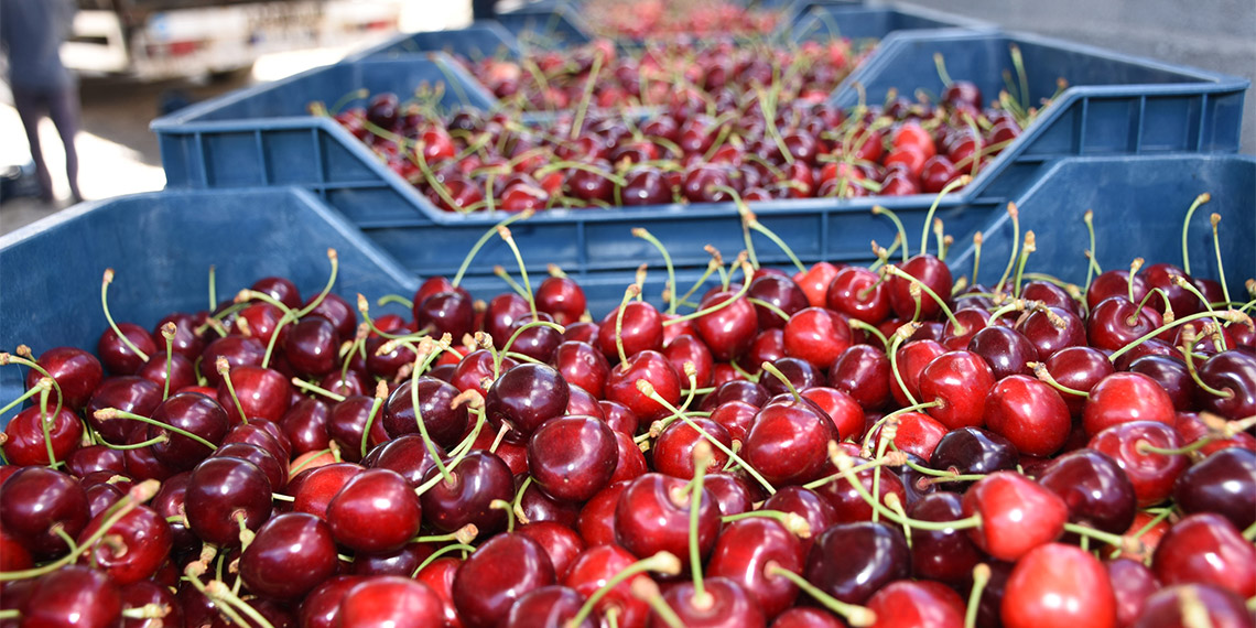 Niğde'de 114 köyde 26 bin 530 dekar alanda üretimi yapılan kirazda hasat dönemi başladı. Tarım ve Orman İl Müdürü Asım Baş, "Bu yıl 38 bin ton rekolte beklenmektedir" dedi.