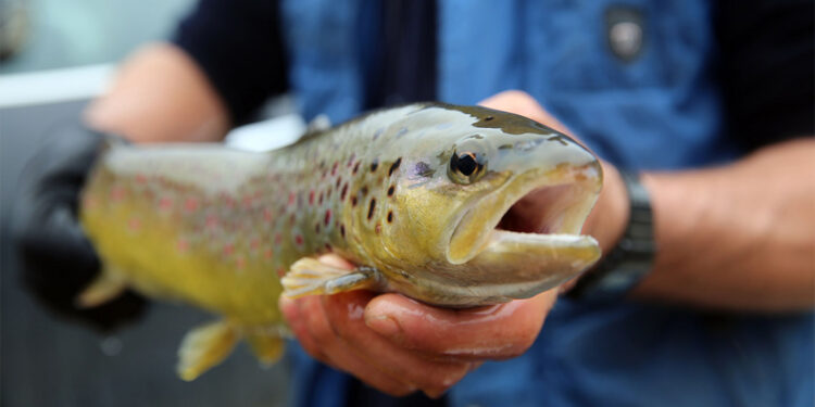 Norveç somonunda parazite rastladı