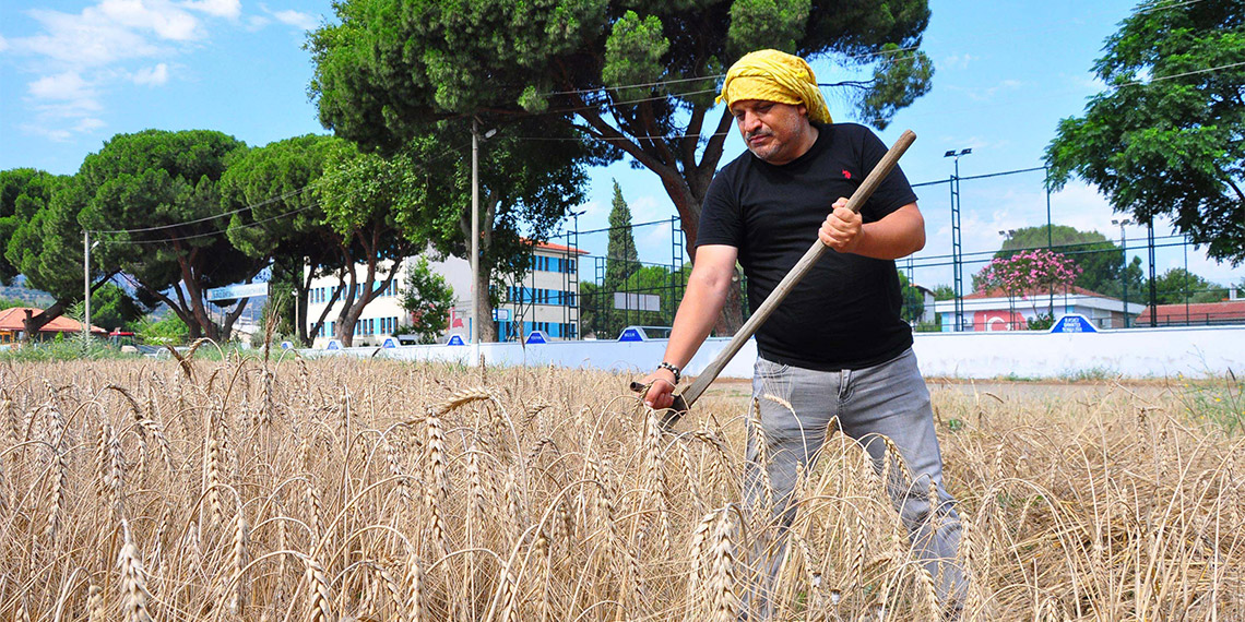 Manisa'nın Salihli ilçesinde Kabazlı Şehit İsmail Yavuz İlk ve Ortaokulu Müdürü Yakup Ateş, öğrencileri için tek başına buğday ekip hasat yapıyor.