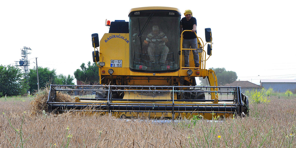 Öğrencileri için tek başına buğday ekip hasat yapıyor