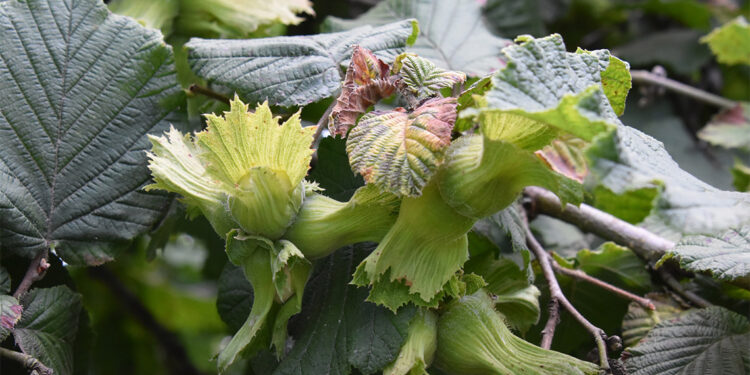 Ordu’da fındık rekolte tespiti başladı