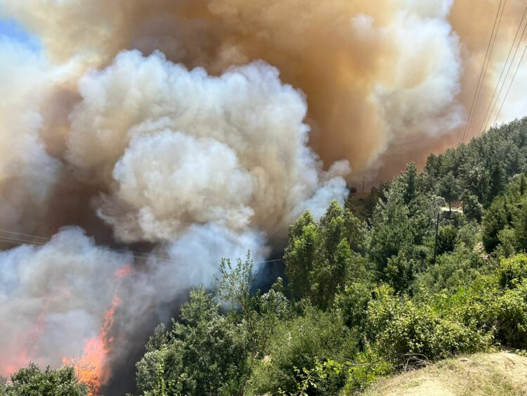 Osmaniye'de ormanda yangın çıktı
