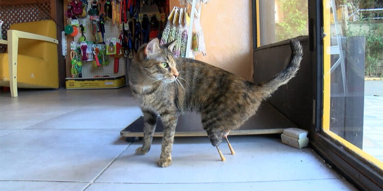 Zeytin implant protez ile sağlığına kavuştu