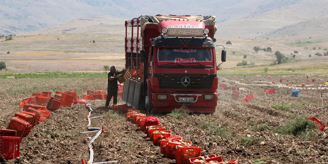 Patates fiyatı memnun etti, düşük verim üzdü