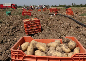 Patates fiyatı memnun etti, düşük verim üzdü