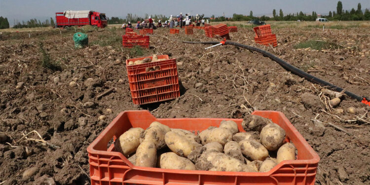 Patates fiyatı memnun etti, düşük verim üzdü