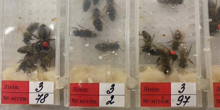 Sabiha Gökçen'de bin 240 adet Karniyol cinsi canlı arı ele geçirildi