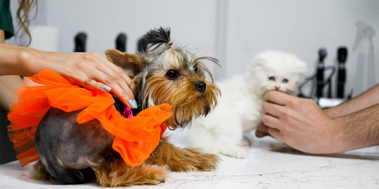 Sivrisinek ve pire kaynaklı iç parazit şikayetleri arttı