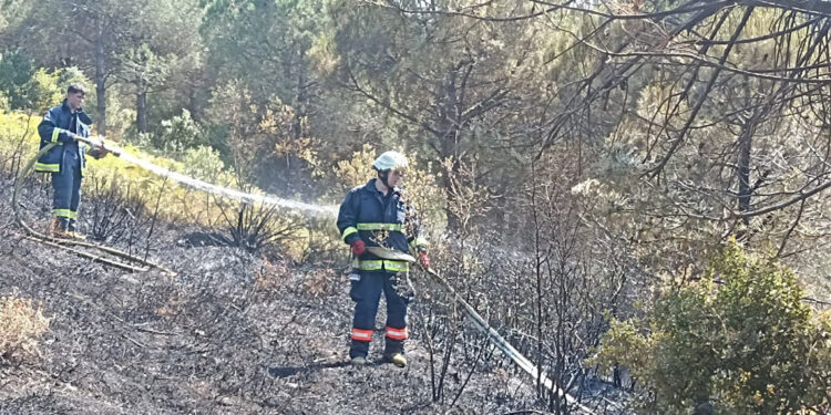 Mimar Sinan Kent Ormanı'nda yangın
