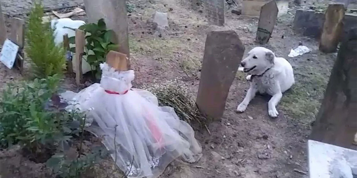 Tedavi ettirdiği sokak köpeği mezarının başında bekliyor