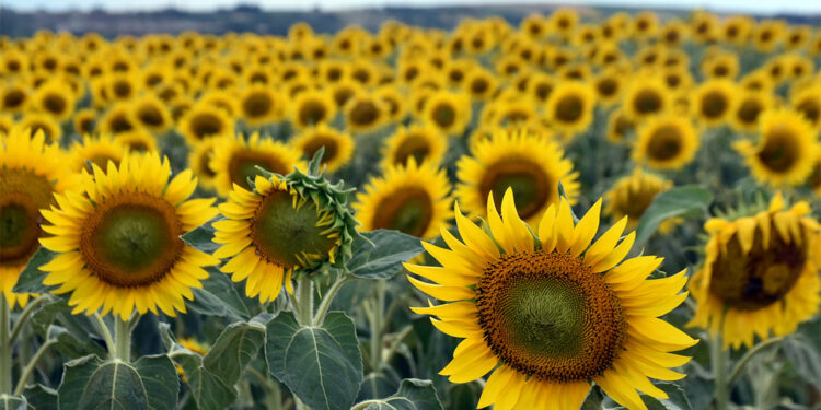 'Sarı gelin' sıcaklardan dolayı strese girdi