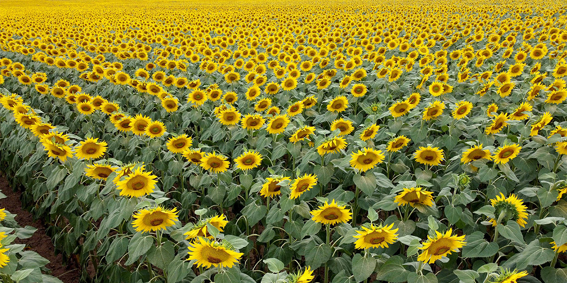 'Sarı gelin' sıcaklardan dolayı strese girdi