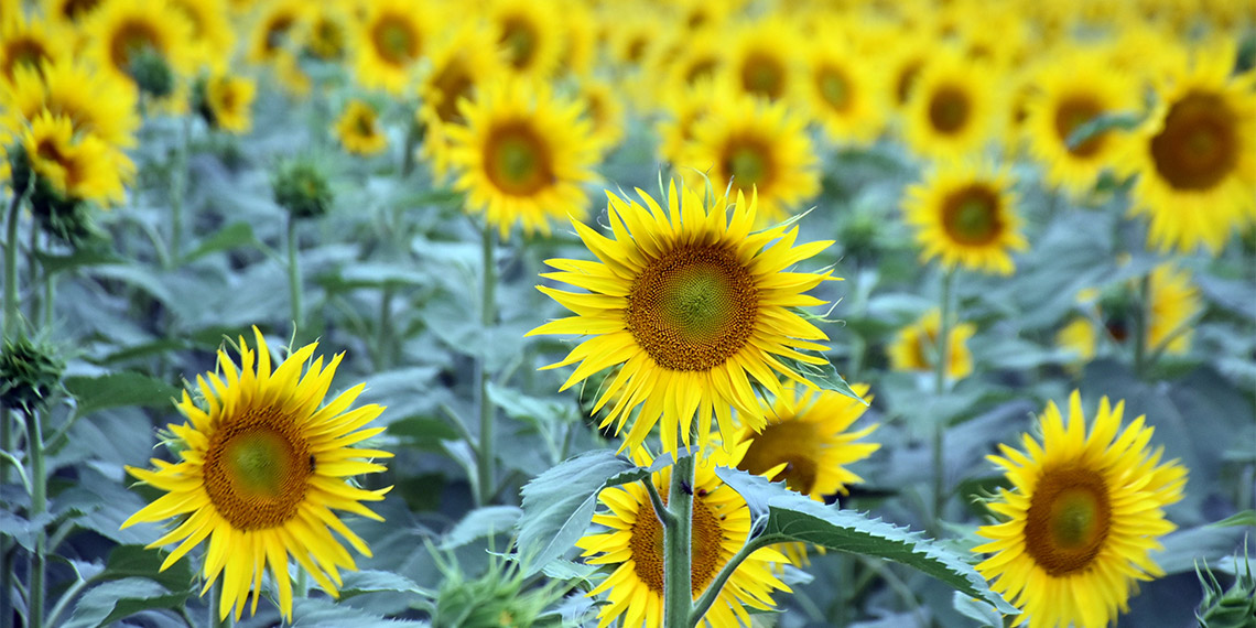 Türkiye'nin yağlık ihtiyacının önemli bölümünün karşılandığı Trakya'da üreticinin 'sarı gelin' olarak adlandırdığı ayçiçeği, son dönemde etkisini gösteren aşırı sıcaklardan dolayı strese girdi.