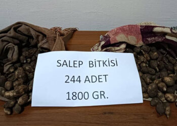 Salep soğanı toplarken yakalandılar 220 bin lira ceza yediler