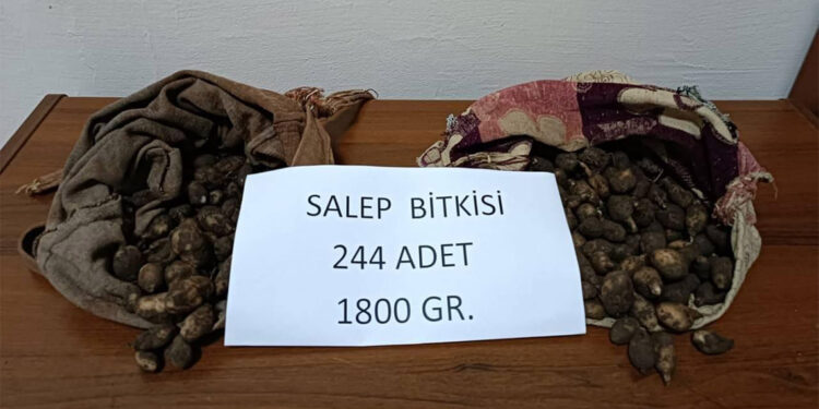 Salep soğanı toplarken yakalandılar 220 bin lira ceza yediler