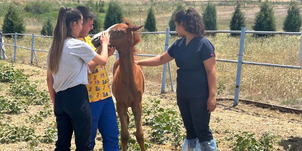 Türkiye'nin çeşitli üniversitelerindeki veterinerlik öğrencilerine, ankara üniversitesi veterinerlik fakültesi'ne ait eğitim araştırma ve uygulama çiftliği'nde uygulamalı eğitim veriliyor.