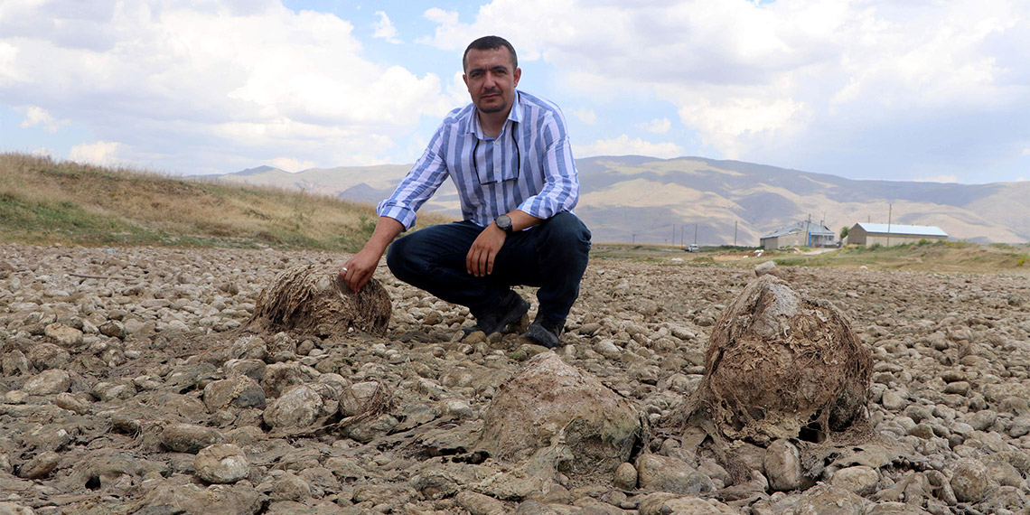 Yavru inci kefalleri göle dönemeyip öldü