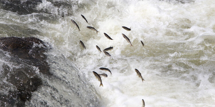 Yavru inci kefalleri göle dönemeyip öldü