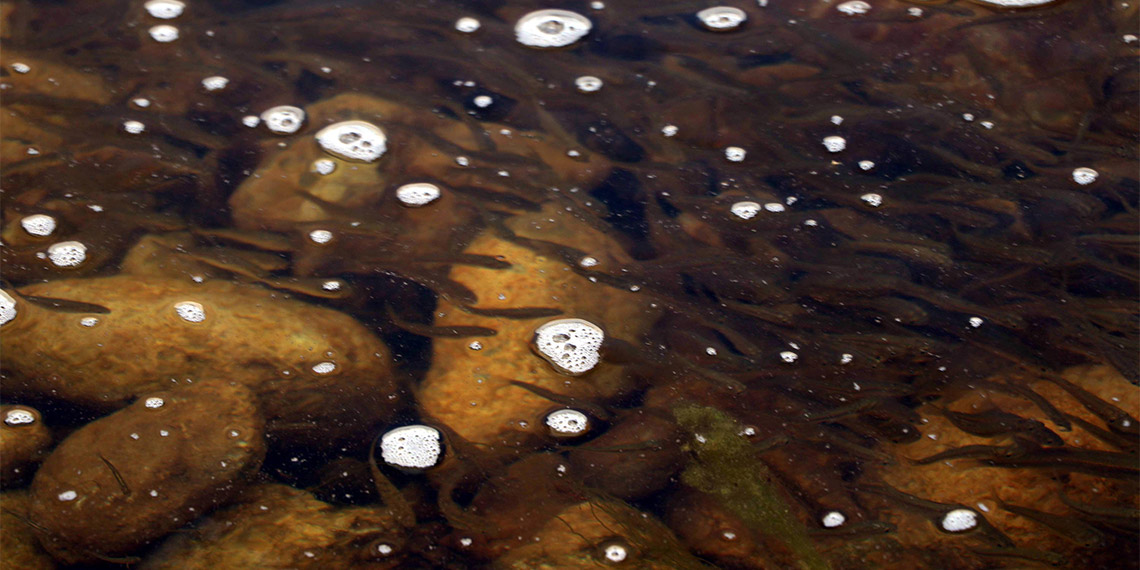 Van'ın Muradiye ilçesinde inci kefallerinin en büyük üreme alanı olan Bendimahi Çayı kuruyunca, binlerce yavru inci kefalleri Van Gölü'ne dönemeyip, öldü.