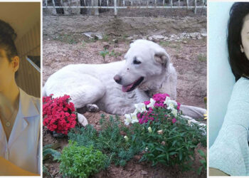 Tedavi ettirdiği sokak köpeği mezarının başında bekliyor