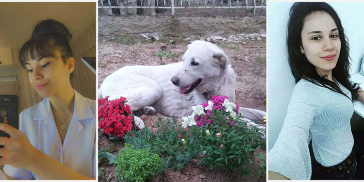 Tedavi ettirdiği sokak köpeği mezarının başında bekliyor