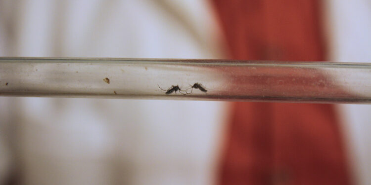 ‘Asya kaplan sivrisineği’ne karşı mücadele başlatıldı