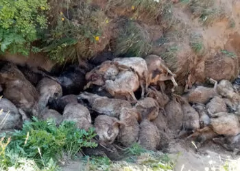 Van'da peş peşe uçurumdan atlayan 130 koyun öldü