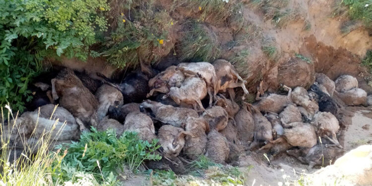 Van'da peş peşe uçurumdan atlayan 130 koyun öldü