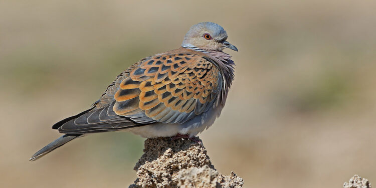 31 kuş ve 4 memeli türü av listesinde