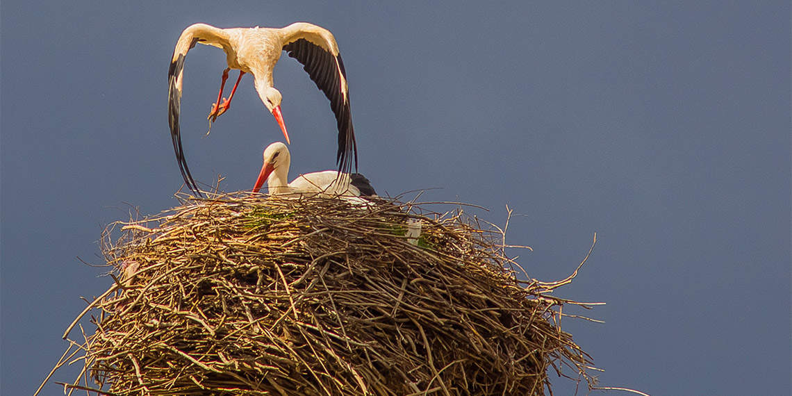 Dicle Üniversitesi’nden Prof. Dr. Ahmet Kılıç, '4 bin kilometrelik göçte kuraklık nedeniyle her 5 yavrudan en fazla 2'si hayatta kalabilir' dedi.