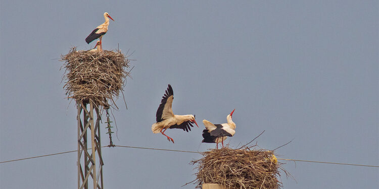 Kuraklık nedeniyle her 5 yavrudan en fazla 2'si hayatta kalabilir